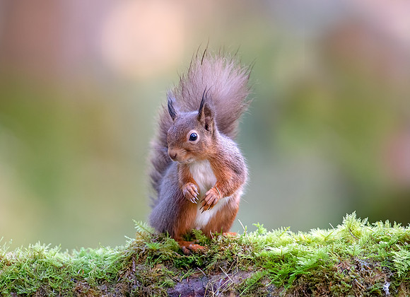 Red Squirrel