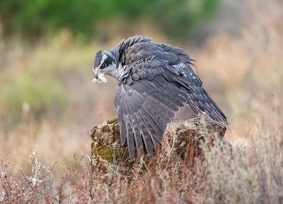 Goshawk