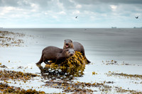 Otters