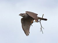 Goshawk