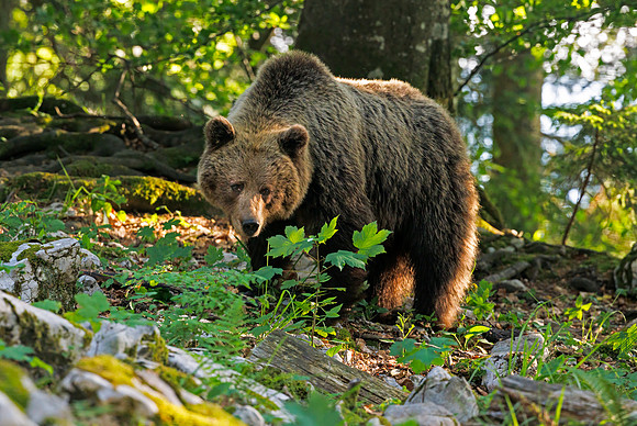 Brown bear