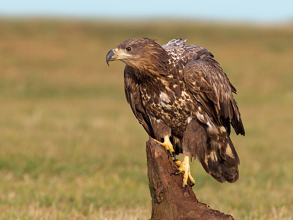 White tailed Eagle