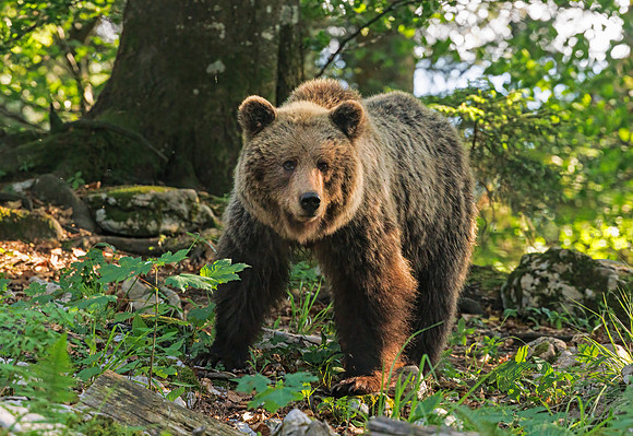 Brown bear