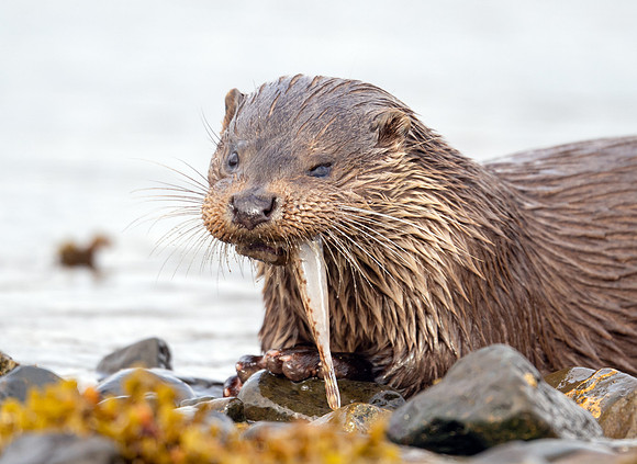 Otter