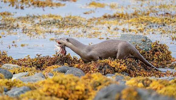 Otter
