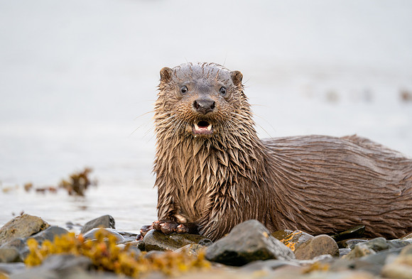 Otter