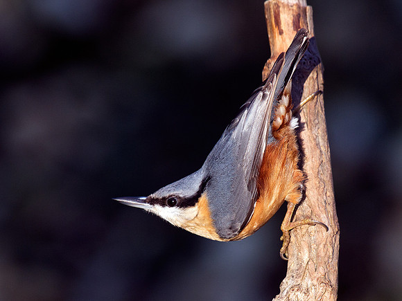 Nuthatch