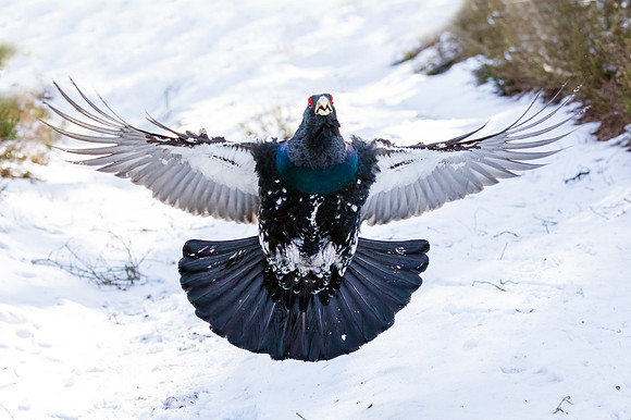 Capercaillie