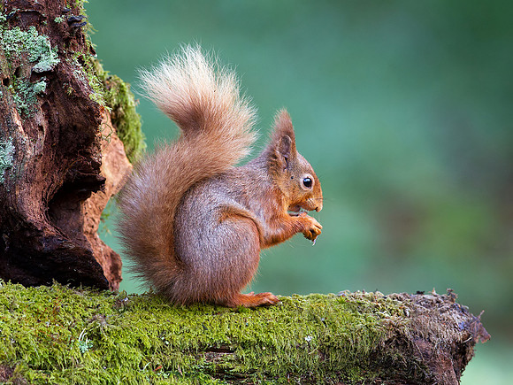 Red Squirrel