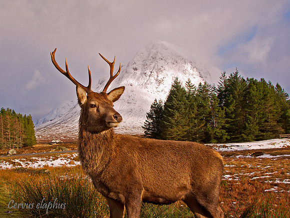 Red Deer Stag