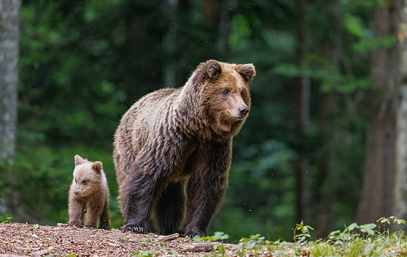 Brown bear