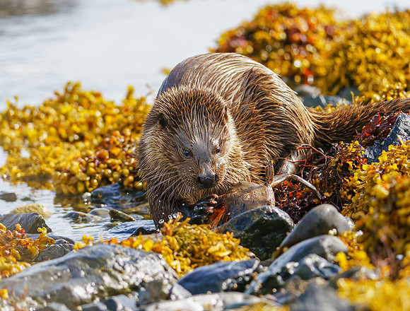 Otter