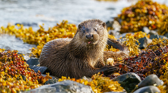 Otter with Crab
