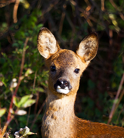 Roe deer