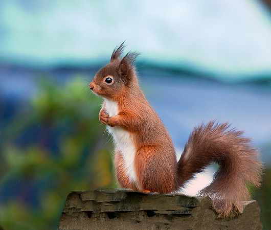 Red squirrel