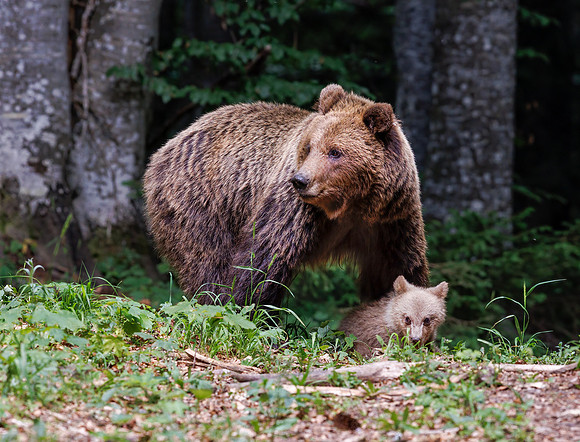 Brown bear