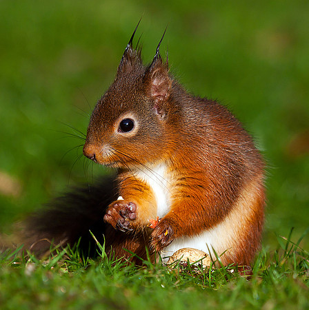 Red squirrel