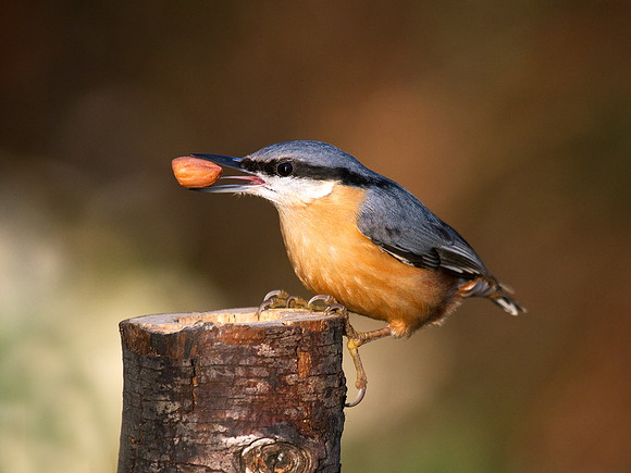 Nuthatch