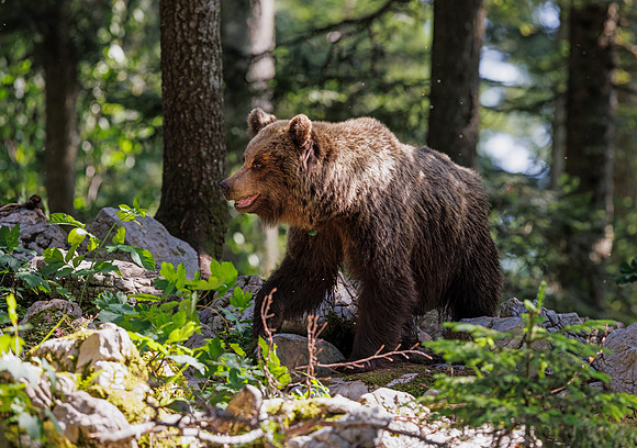 Brown bear