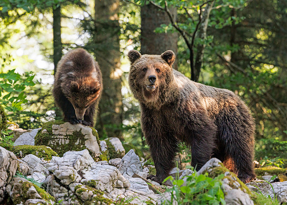 Brown bear