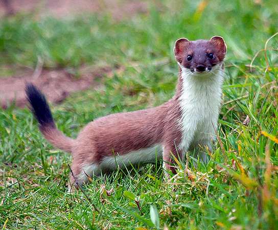 Stoat