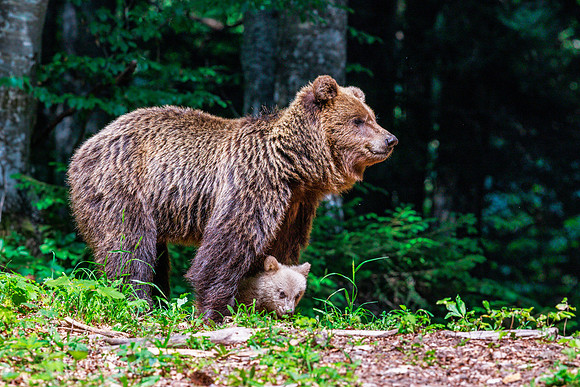 Brown bear