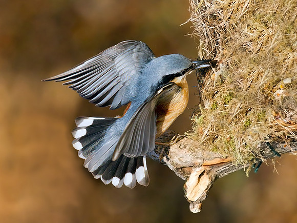 Nuthatch