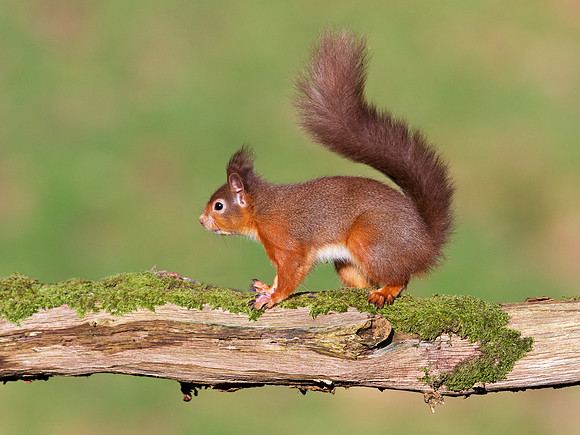 Red Squirrel