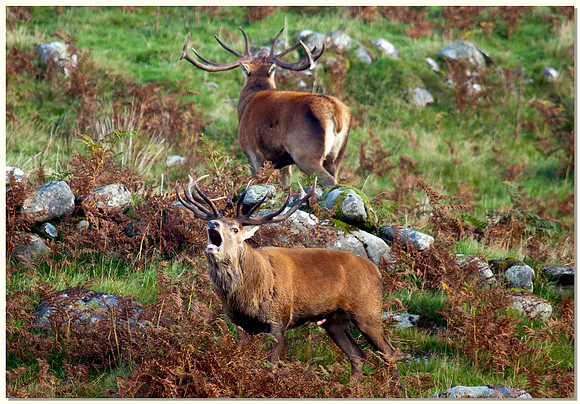 Red deer stag