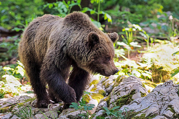 Brown bear