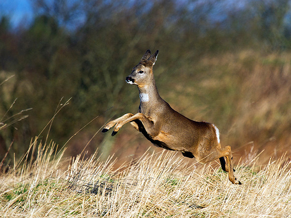 Roe deer