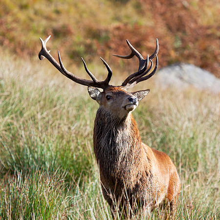 Red deer stag