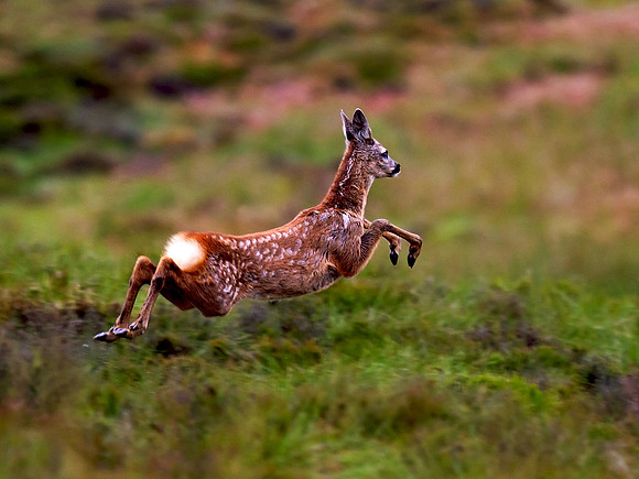 Red deer calf