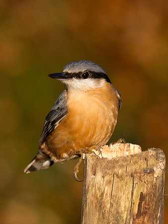 Nuthatch