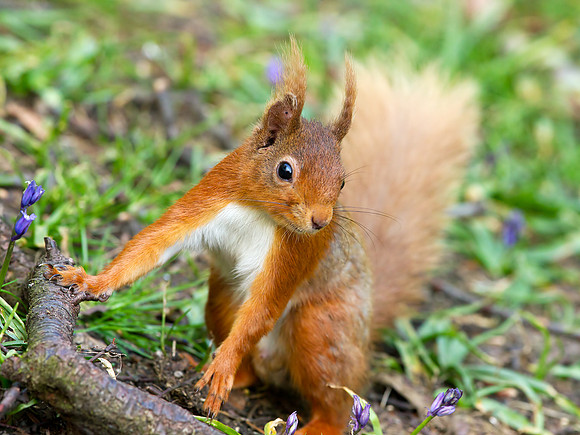 Red Squirrel