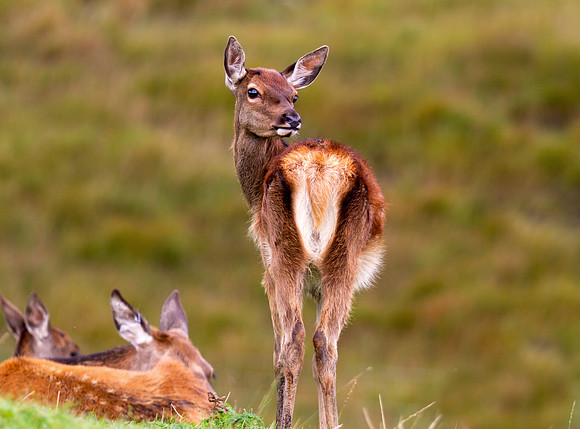 Red deer