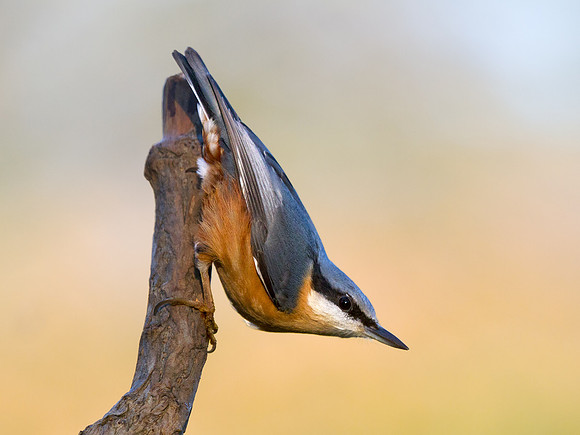 Nuthatch
