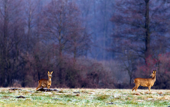 Roe Deer