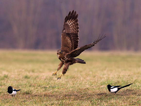 Buzzard