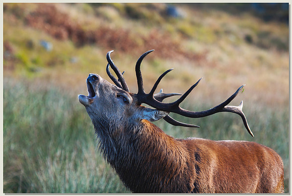Red deer stag