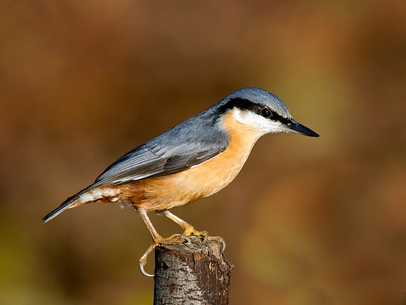 Nuthatch