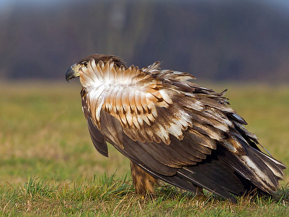 White tailed Eagle