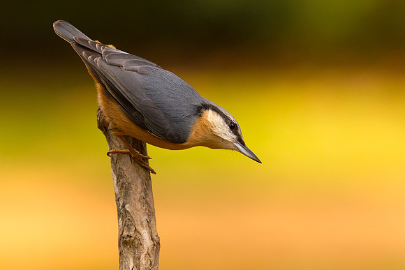 Nuthatch
