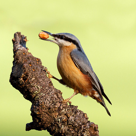 Nuthatch