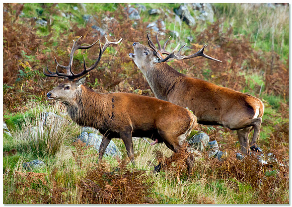 Red deer stag