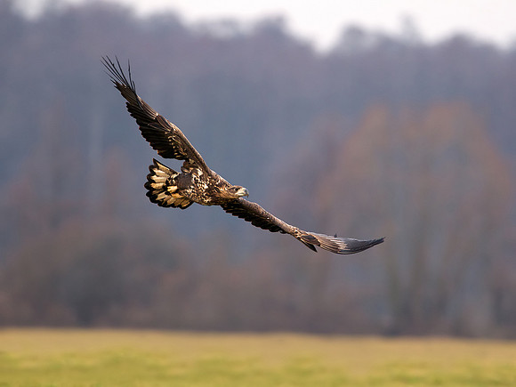 White tailed Eagle