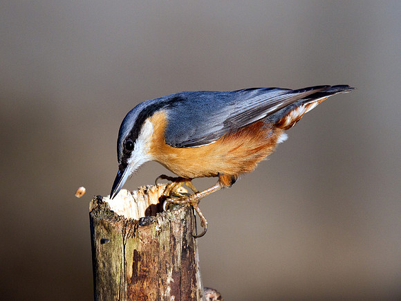 Nuthatch