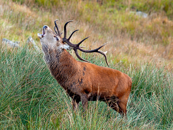 Red deer stag