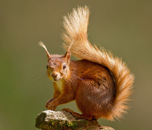 Red Squirrel