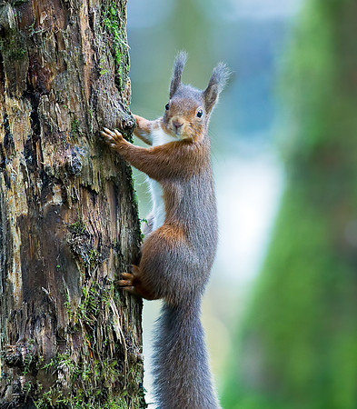 Red Squirrel